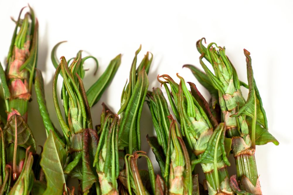 Japanese Knotweed Image