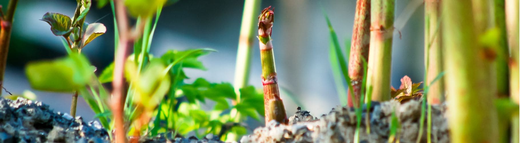 Japanese Knotweed Claims